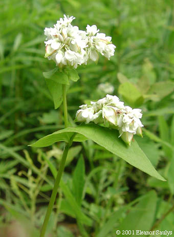 articleimages/سیاه گندم/573.jpg